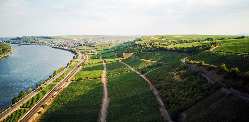 Hình ảnh vùng vang Rheinhessen Đức