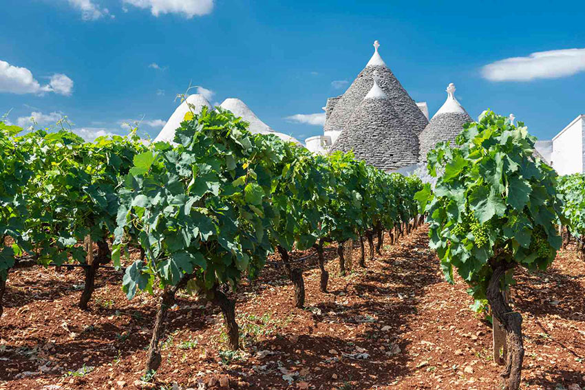 Một vườn nho tại vùng Puglia