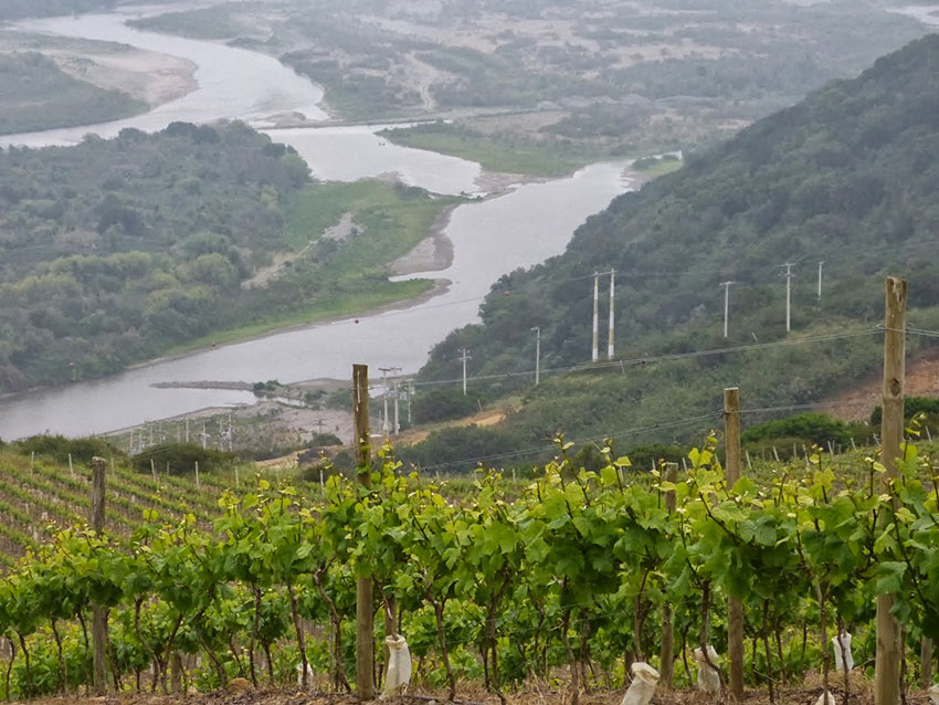 Phong cảnh vùng vang Leyda Valley – Chile