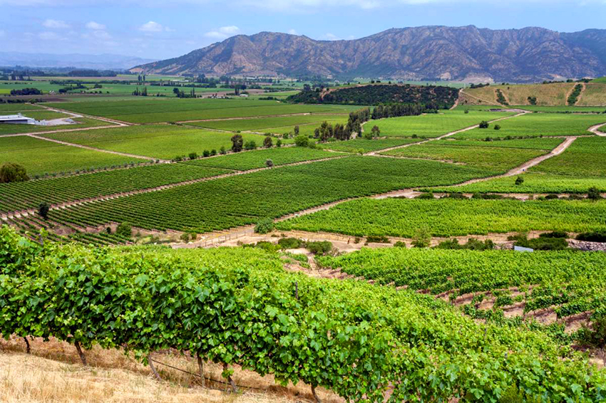 Vùng vang Colchagua Vineyards