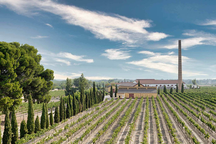 Vườn nho nhà Bodegas Isidro Milagro