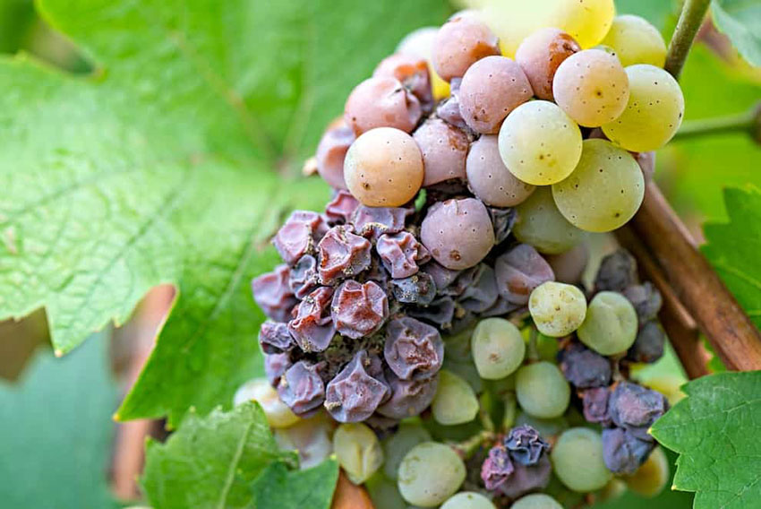 Loại nho nhiễm nấm Botrytis Cinerea dùng làm rượu Sauternes