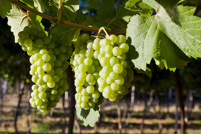 Nho Chenin Blanc