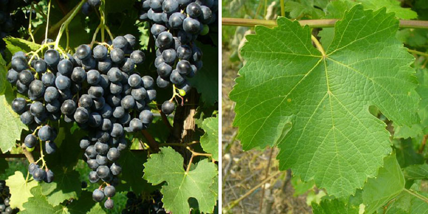 Nho Lambrusco Grasparossa