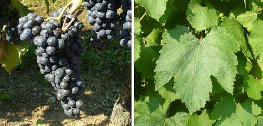 Nho Lambrusco Maestri