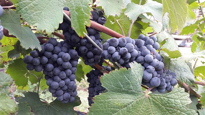 Nho Lambrusco Marani
