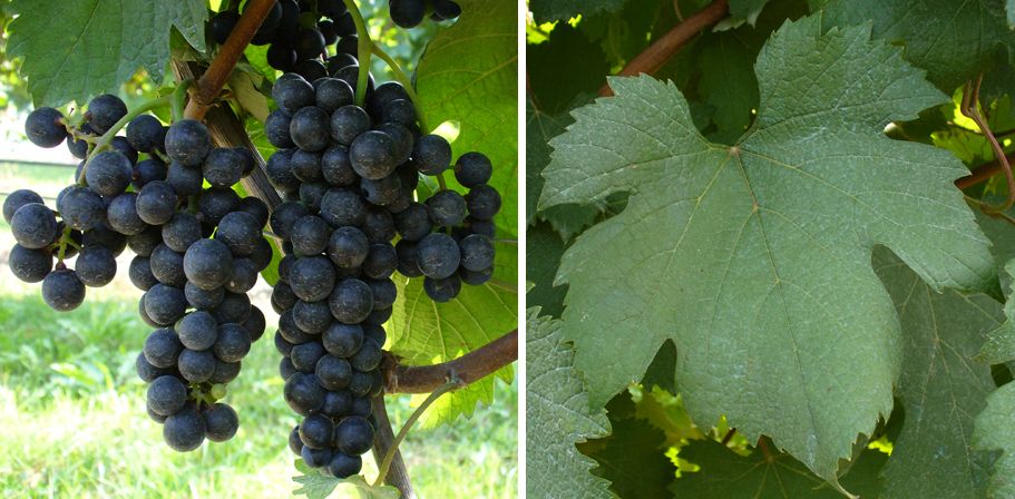 Nho Lambrusco Salamino
