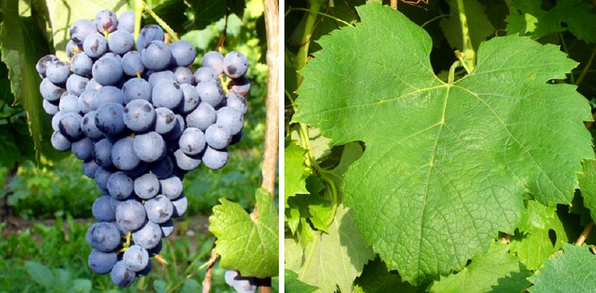 Hình ảnh nho Lambrusco Sorbara
