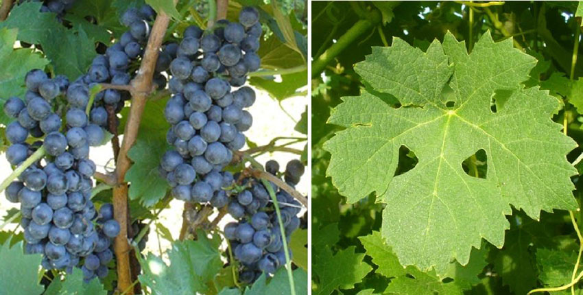 Nho Lambrusco Viadanese