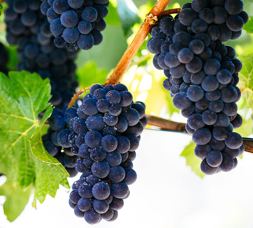 Nho Pinot Noir