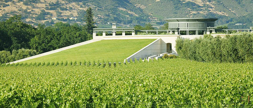 Một vườn nho tại Napa Valley